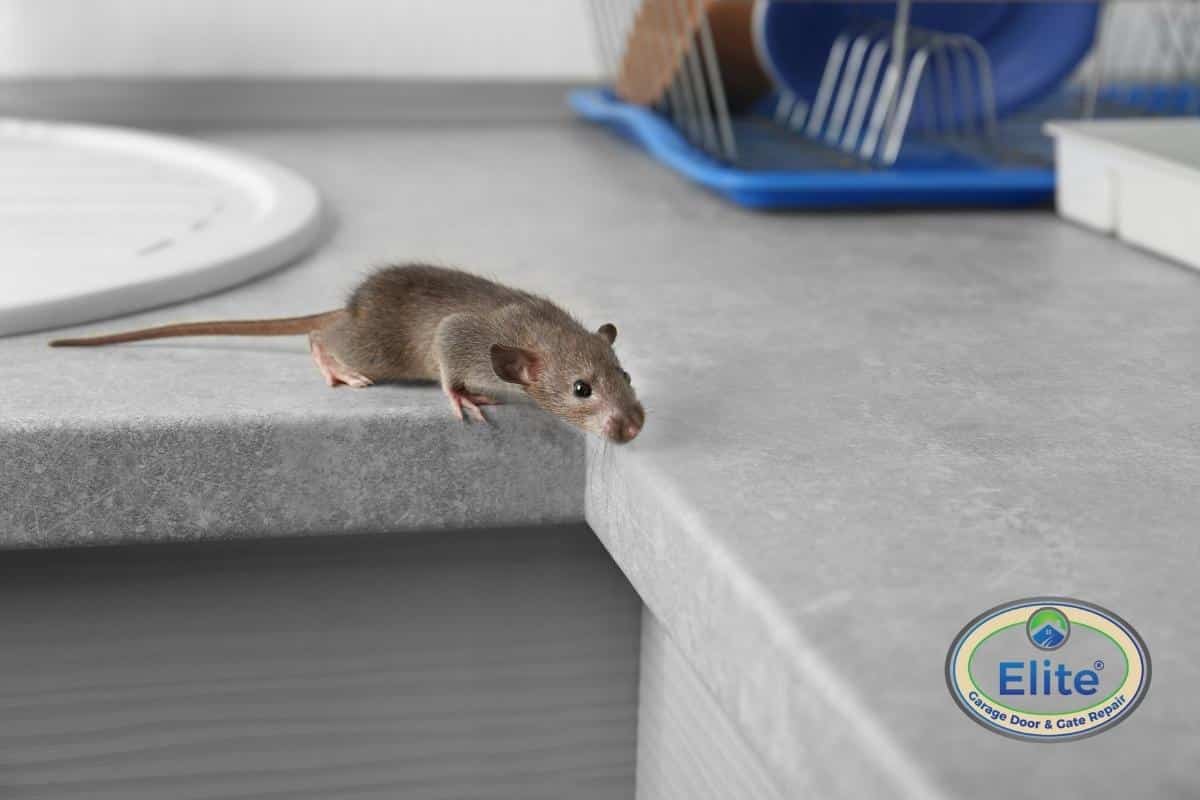 How To Keep Mice Out of Your Garage?